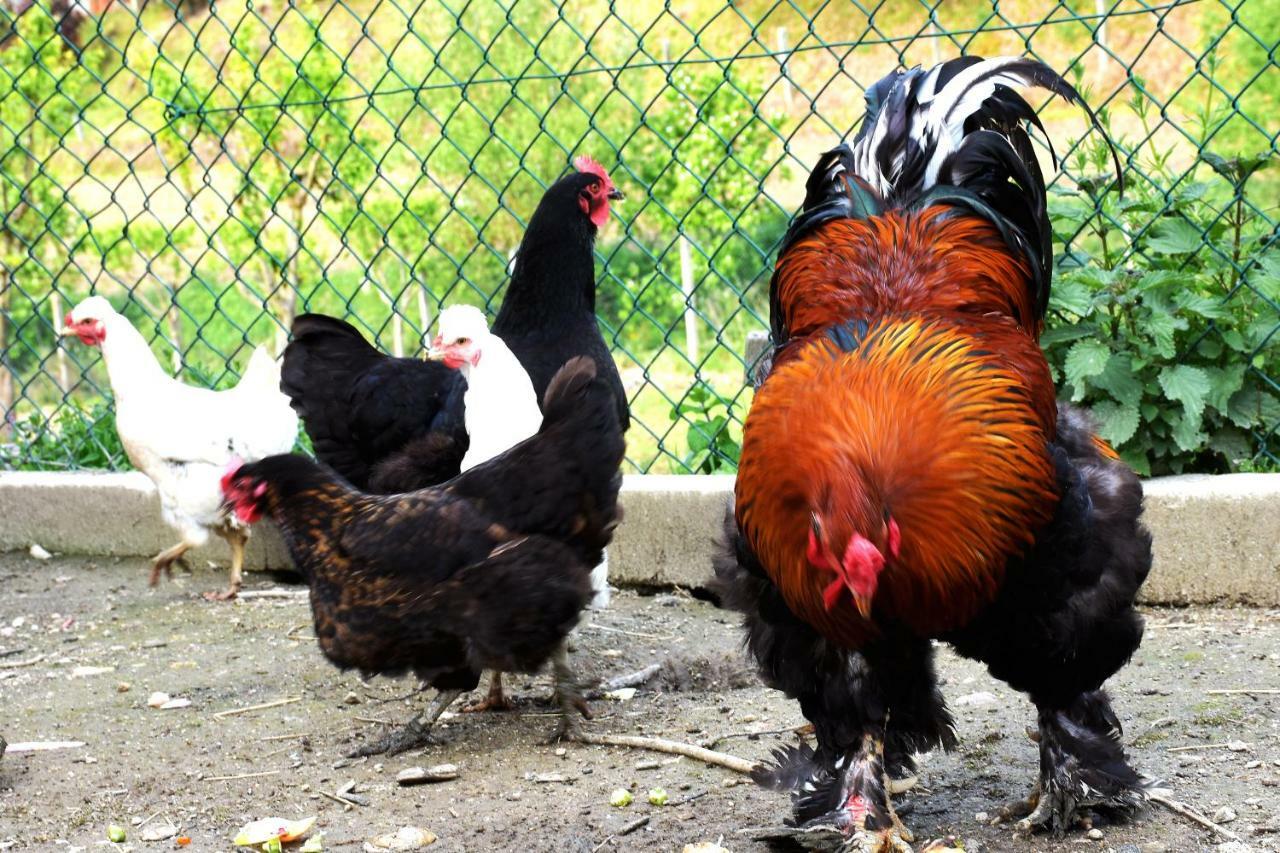 Quinta Das Ameixas - Country & Nature อาโรว์กา ภายนอก รูปภาพ